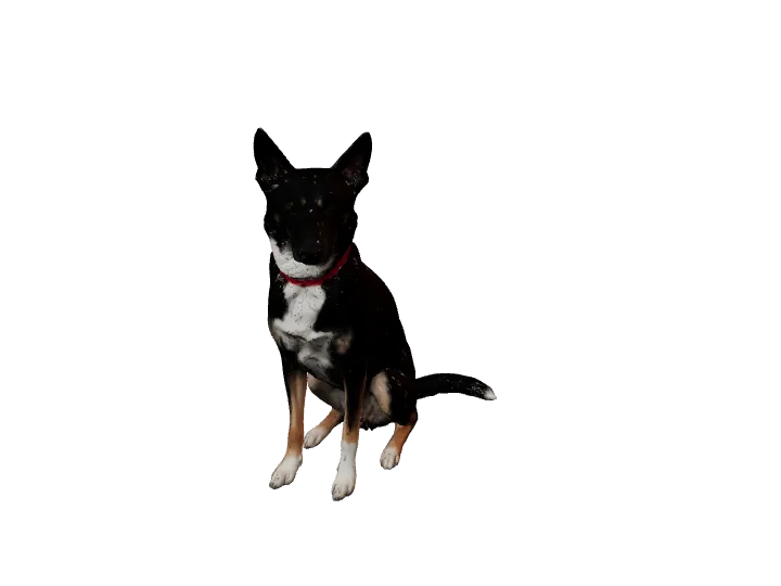 Zoe, a full-colour 3D portrait of a dog
